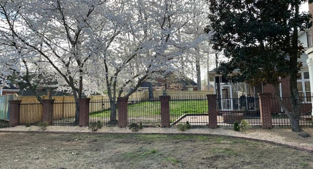 Cherry blossom trees frame a fenced yard with green grass and a brick patio area.