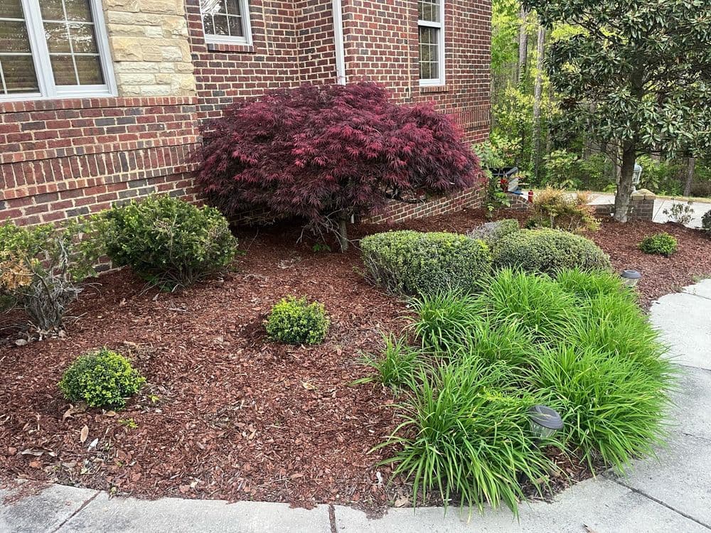 Japanese maple tree and lush shrubs in a manicured garden bed with red mulch.