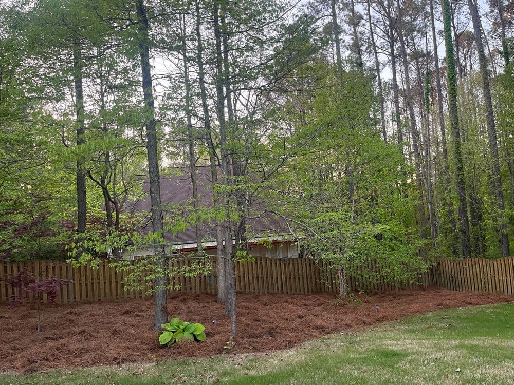 Lush green backyard with pine trees, wooden fence, and fresh mulch in a tranquil setting.