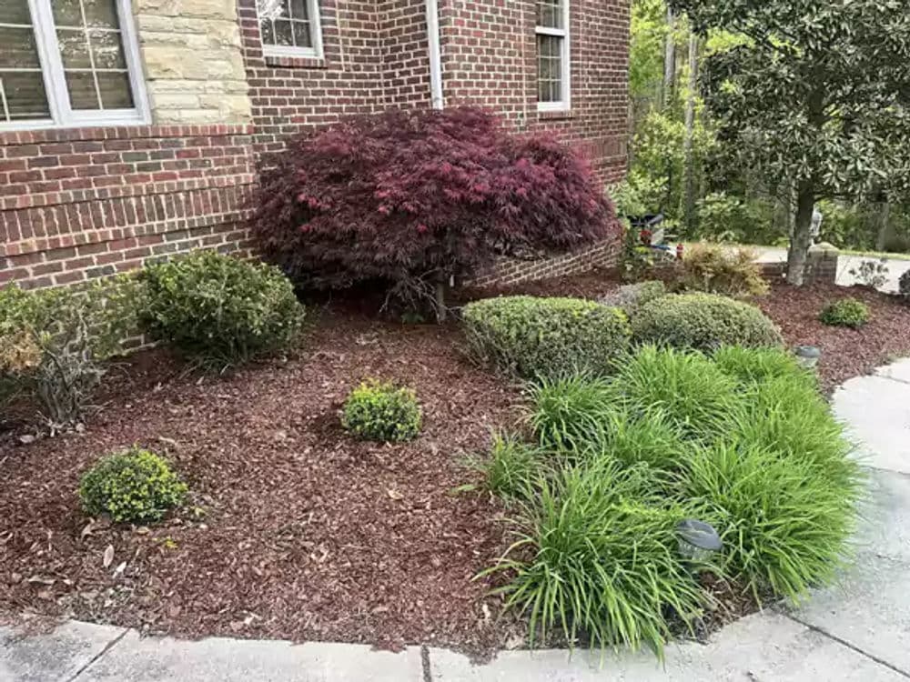 Vibrant red Japanese maple surrounded by lush greenery and freshly laid mulch in a garden.