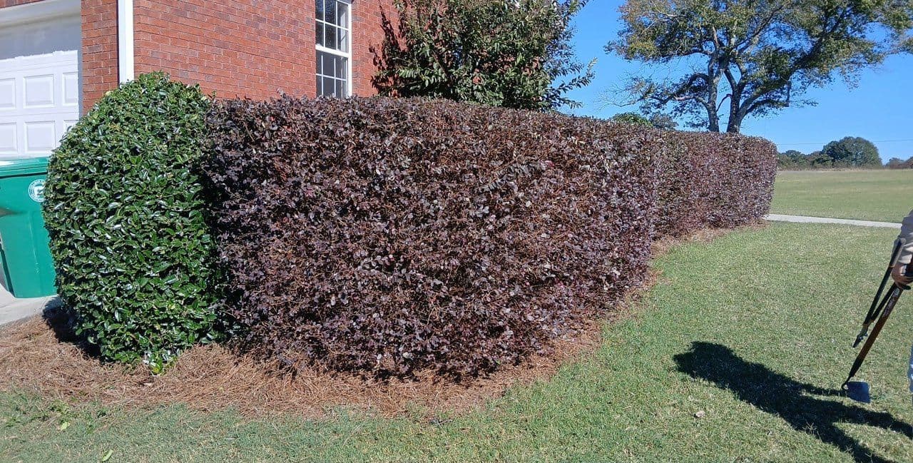 Gallery photos for Enhancing Curb Appeal with Precision Shrub Trimming: Image #1